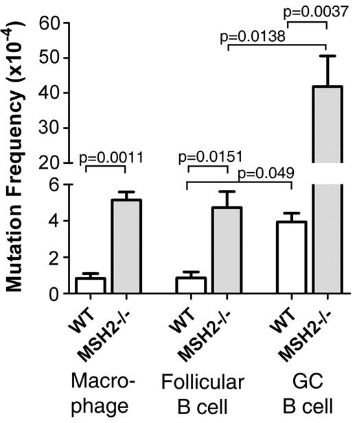 Figure 1. Frequency of mutations at the lacI gene in macrophages, follicular B cells, and GC B cells from WT and Msh2−/− mice. Figure is plotted with data from supplemental Table 1 (available on the Blood Web site; see the Supplemental Materials link at the top of the online article). Statistical analysis involved a 2-tailed t test.