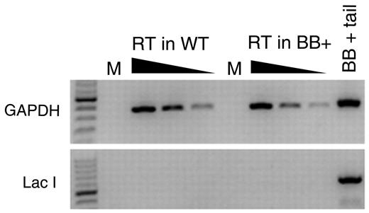 Figure 2. Measurement of lacI mRNA in splenocytes. RNA was extracted from splenocytes harvested from BB+ and BB− mice and used to make cDNA with random hexamers. PCR amplifications for GAPDH and for lacI were performed on 5-fold serial dilutions of cDNA. Genomic DNA from a BB+ mouse was used as a positive control in the GAPDH and lacI PCR. M indicates Mock; and RT, reverse transcription.