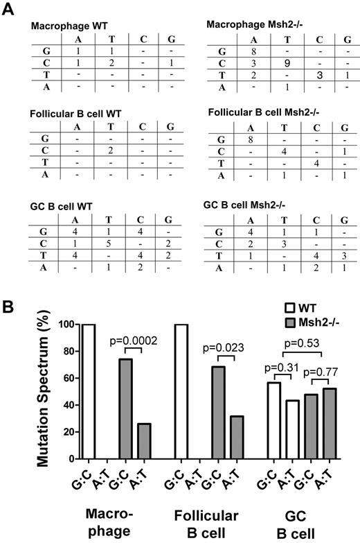 Figure 3. The mutation spectrum at the lacI gene in macrophages, follicular B cells, and GC B cells from WT and Msh2−/− mice. (A) The mutation spectrum in the indicated cell types and genotypes showing the original nucleotide (left) and the mutation (top). Most of the mutations in macrophages and follicular B cells are G:C to A:T transition mutations, whereas in GC B cells, there is a high proportion of mutations at A:T base pairs. (B) The percentage of G:C and A:T mutations are plotted for the indicated cell types and genotypes. This figure was plotted from the data shown in panel A. Statistical analysis was carried out with a 2-tailed t test.