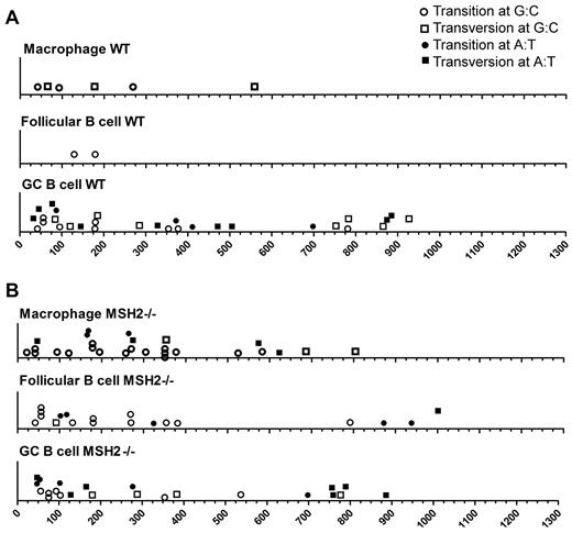 Figure 4. The locations of base substitutions in the lacI gene in the WT and Msh2−/− mice. (A) Position of mutations within the lacI gene in the indicated cell types from WT mice. (B) Position of mutations within the lacI gene in the indicated cell types from Msh2−/− mice.