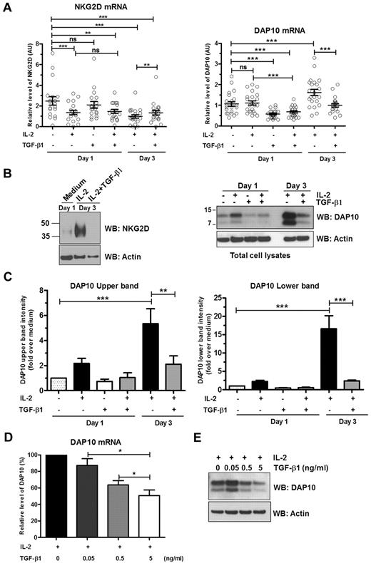 Figure 2. Transcriptional and translational regulation of NKG2D and DAP10 by IL-2 and TGF-β1. Ex vivo isolated human NK cells were left untreated or were stimulated with IL-2, TGF-β1, or both IL-2 and TGF-β1 for either 1 or 3 days. (A) NKG2D (left panel) and DAP10 (right panel) transcripts were analyzed by qRT-PCR with specific primer sets and normalized to 18S rRNA. Scatter plots show mean values ± SEM. Each symbol represents a donor. Statistical significance was tested by paired Student t test and indicated by asterisks (*P < .05; **P < .01; ***P < .005). (B) Total cell lysates of primary NK cells were immunoblotted with anti-NKG2D (left panel) or anti-DAP10 (right panel) antibodies. (With commercially available antibodies, we are not able to detect NKG2D in the lysates of primary NK cells unless we concentrate the protein by some means, in this case TCA precipitation. The resultant high concentration of protein loaded on the gels leads to some distortion of the protein bands.) Actin was used as a loading control. The results are representative of 3 independent experiments with different donors. (C) The intensities of the upper band (left panel) and lower band (right panel) of DAP10 protein were quantified by densitometric analysis. Band intensities were normalized to actin and calibrated to values from untreated cells (value = 1). Data are shown as mean ± SEM from 3 different donors. Statistical significance is indicated by asterisks (*P < .05; ANOVA). (D) Ex vivo isolated human NK cells were stimulated for 3 days with either IL-2 alone or IL-2 with increasing amounts of TGF-β1. DAP10 transcripts were analyzed by qRT-PCR and normalized to 18S rRNA. Data from separate experiments with 7 different donors are presented as the percentage of DAP10 mRNA level in cells treated only with IL-2. Error bars represent SEM, statistical significance is indicated by asterisks (*P < .05; paired Student t test). (E) DAP10 protein levels in total cell lysates from ex vivo isolated human NK cells treated as in panel D were assessed by Western blot. A representative result of 3 different donors is shown. Actin was used as a loading control.
