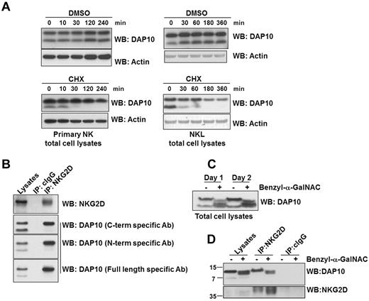 Figure 4. DAP10 stability, glycosylation and association with NKG2D in human NK cells. (A) Primary NK cells were cultured with IL-2 for 3 days, followed by treatment with the translation inhibitor, cycloheximide (CHX) or DMSO (vehicle) for the indicated times. DAP10 protein levels from the total cell lysates were visualized by immunoblotting and protein loading was verified by blotting with anti-actin antibody. (B) NKG2D was immunoprecipitated from NKL cell lysates. The immunoprecipitated proteins were subsequently immunoblotted with anti-NKG2D and anti-DAP10 antibodies as indicated. Isotype specific IgG (cIgG) immunoprecipitation was used as a negative control. (C) NKL cells were treated with an O-glycosylation inhibitor (benzyl-α-GalNAC) for either 1 or 2 days. The total cell lysates were resolved on a 10%-20% gradient gel, followed by anti-DAP10 immunoblotting. (D) NKL cells were treated with benzyl-α-GalNAC for 2 days and NKG2D was immunoprecipitated from the total cell lysates. The immunoprecipitated proteins were immunoblotted with anti-DAP10 and anti-NKG2D antibodies. Isotype specific IgG (cIgG) immunoprecipitation was used as a control.