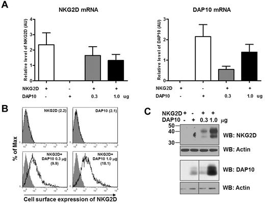 Figure 5. DAP10 expression levels regulate the amount of NKG2D surface expression. Cells (293T) were transfected with either NKG2D (1.0 μg), DAP10 (1.0 μg), or 1.0 μg NKG2D and an increasing amount of DAP10 (0.3, 1.0 μg) cDNA. Forty-eight hours after transfection, the cells were analyzed for mRNA and protein levels of NKG2D and DAP10. (A) The NKG2D (left panel) and DAP10 (right panel) transcripts were analyzed by qRT-PCR with specific primer sets and normalized to actin RNA, and are presented in arbitrary units. Data shown are from 2 separate experiments. (B) The expression of NKG2D on the cell surface of 293T cells after transfection was analyzed by flow cytometry. The value of median fluorescence intensity of NKG2D is indicated in parentheses in each graph. Gray filled histograms represent isotype controls. Data are representative of 2 separate experiments. (C) NKG2D and DAP10 protein levels from total cell lysates of 293T transfectants were analyzed by Western blotting. Anti-actin immunoblotting was used as a loading control. The result shown is representative of 2 independent experiments.