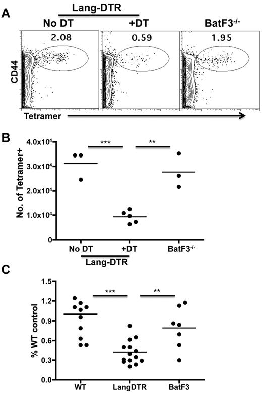Figure 7. Depletion of LC reduces TLR7-induced CD8+ T-cell expansion in vivo. Lang-DTR mice or Batf3−/− mice were immunized in the footpad with 20 μg of the OVA-TLR7a conjugate. Lang-DTR mice were left untreated (no DT) or treated with 1μg DT injected intraperitoneally 24 hours before immunization (+DT). On day 6 after immunization, blood obtained from the tail vein and cell suspensions from the popliteal LN were stained for OVA-specific CD8+ T cells using peptide loaded H-2Kb tetramers as before. (A) Representative dot plots (showing live, CD8+, B220- events) of tetramer staining from the peripheral blood from the indicated hosts. (B) Total number of tetramer+CD8+ T cells in the draining popliteal LN from the indicated hosts. Panels A and B are representative of 3 independent experiments. Statistical significance (Student t test), to the degree indicated by the asterisks (see “Statistical analyses”), was observed between the DT treated Lang-DTR mice and both nonDT treated controls and BatF3−/− hosts. (C) Normalized data from 2 independent experiments, using 3-7 mice per group per experiment. The number of tetramer+ cells in individual mice was divided by the average number of tetramer+CD8+ cells derived from the WT (B6 or nonDT treated Lang-DTR) mice in the given experiment. This percent of WT control was then plotted for both strains of genetically modified mice as well as for the WT mice to indicate the variability in the responses across strains and across experiments. Statistical significance (Student t test) was observed between the DT treated Lang-DTR and both non-DT–treated controls and Batf3−/− hosts.