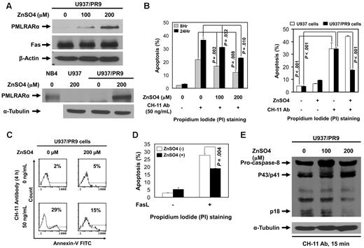 Figure 2. Expression of PMLRARα blocks Fas-mediated apoptosis. (A) ZnSO4 (0, 100 and 200μM) was used to induce PMLRARα expression in U937/PR9 cells for 24 hours. Whole-cell lysates were subjected to Western blot analyses using an anti-RARα (for detection of PMLRARα), anti-Fas and anti–β-actin antibodies. NB4 cells and U937 cells treated with ZnSO4 were used as a positive and a negative control for PMLRARα expression, respectively. (B) U937/PR9 cells were treated with 100 and 200μM ZnSO4 for 24 hours followed by incubation with 50 ng/mL CH-11 antibody for 8 and 24 hours (left panel). U937 and U937/PR9 cells were treated with ZnSO4 for 24 hours followed by incubation with 50 ng/mL CH-11 antibody for 24 hours (right panel). The cells were stained with propidium iodide (PI) and analyzed by flow cytometry for the rates of apoptosis. The values shown are the means ± SD of 3 independent experiments. (C) U937/PR9 cells were treated with ZnSO4 for 24 hours, washed and incubated with or without 50 ng/mL CH-11 antibody for 4 hours. The cells were stained with annexin V–FITC and analyzed by flow cytometry for the rates of apoptosis. Similar results were obtained in 2 independent experiments. (D) U937/PR9 cells were treated with or without ZnSO4 for 24 hours, then washed and incubated with or without FasL for 24 hours. The cells were stained with PI and analyzed for the apoptosis rates by flow cytometry. The data represent the means ± SD of 3 independent experiments. (E) U937/PR9 cells were treated with 0, 100, and 200μM ZnSO4 for 24 hours. Cells were then washed and incubated with CH-11 antibody (50 ng/mL) for 15 minutes. Whole cell lysates were subjected to Western blot analyses using anti–caspase-8 and anti–α-tubulin antibodies for detection of cleaved/active caspase-8 fragments and α-tubulin, respectively.