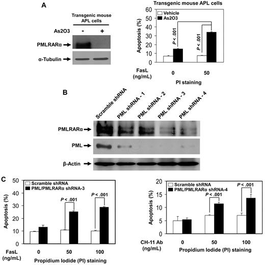 Figure 3. Down-regulation of PMLRARα enhances Fas-mediated apoptosis in transgenic mouse APL cells and human APL NB4 cells. (A) Transgenic mouse APL cells were treated with vehicle or 1μM arsenic trioxide (As2O3) for 24 hours. Whole cell lysates were analyzed for protein expression with anti-PML and anti–α-tubulin antibodies (left). Cells were then incubated with or without 50 ng/mL FasL for additional 24 hours, and stained with PI to analyze apoptosis by flow cytometry. The data represented are the means ± SD of 3 independent experiments (right). (B) Human APL NB4 cells were transduced with scrambled shRNA or 4 different PML/PMLRARα-targeting shRNAs as described in “Experiments using shRNA.” After selection with puromycin, cells were analyzed for protein expression with anti-RARα, anti-PML, and anti–β-actin antibodies to confirm down-regulation of targets. (C) NB4 clone 3 and clone 4 cells with knockdown of PML and PMLRARα expression were incubated with indicated concentrations of FasL or CH-11 antibody for 48 hours. The cells were then stained with PI and analyzed for apoptosis by flow cytometry. The data represent the means ± SD of 3 independent experiments.