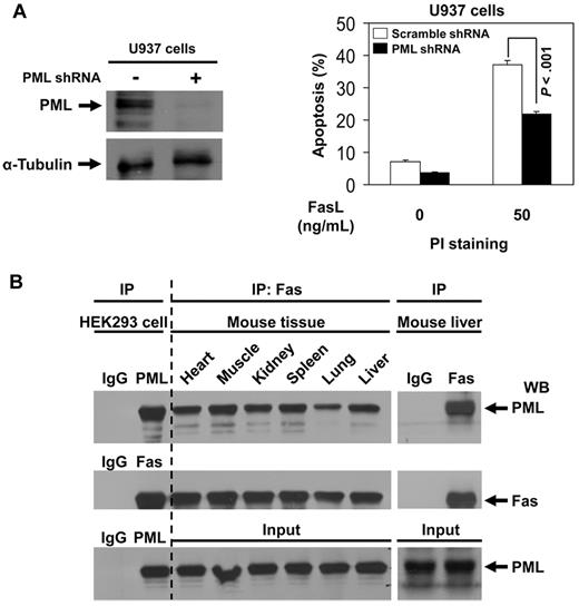 Figure 4. PML enhances Fas-mediated apoptosis and PML-Fas association is common in noncancerous tissues. (A) U937 cells were transduced with scrambled shRNA or PML-specific shRNAs as described in “Experiments using shRNA.” After selection with puromycin, cells were analyzed for protein expression with anti-PML and anti–α-tubulin antibodies to confirm down-regulation of PML. The cells were incubated with 0 or 50 ng/mL of FasL for 24 hours and then stained with propidium iodide and analyzed for apoptosis by flow cytometry. The data represent the means ± SD of 3 independent experiments. (B) Cell extracts of various mouse tissues were immunoprecipitated using antibody against Fas or IgG followed by Western blot analysis with antibodies against PML and Fas. The precipitates from HEK293 cell extracts by normal IgG antibody were used as negative control; the precipitates from HEK 293 cell extracts by anti-PML or anti-Fas antibody were used as positive control, respectively.