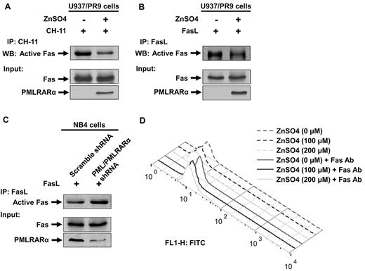 Figure 5. PMLRARα blocks CH-11 antibody and Fas ligand binding to Fas. (A) U937/PR9 cells were treated with or without ZnSO4 for 24 hours to induce expression of PMLRARα and subsequently incubated with agonistic anti-Fas antibody CH-11. Unbound antibody was removed by washing. Cells were lysed and precipitated with goat anti–mouse IgM antibody to coprecipitate CH-11–bound Fas (Active Fas, top panel). Total cell extracts were also Western blotted with anti-Fas and anti-RARα antibodies for detection of Fas and PMLRARα. (B) Expression of PMLRARα was induced as in panel A and cells were incubated with FasL. Excess of FasL was washed off and cells lysed. FasL complexes were precipitated to detect activation accessible Fas. (C) Scrambled shRNA expressing cells and NB4 clone 4 cells were incubated with FasL as in panel B. Cell extracts were used to immunoprecipitate FasL to detect FasL-bound/activation accessible Fas (top panel). Whole cellular levels of Fas and PMLRARα were analyzed by Western blot. (D) U937/PR9 cells were treated with 0, 100, and 200μM ZnSO4 for 24 hours and stained with anti-Fas antibody, to evaluate cell surface Fas levels by flow cytometry as described in “Flow cytometry analysis of surface Fas expression level.”