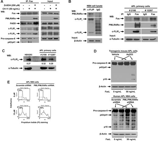 Figure 6. PMLRARα recruits c-FLIP to Fas and inhibits procaspase-8 binding and cleavage. (A) U937/PR9 cells treated with or without 200μM ZnSO4 were activated with 50 ng/mL of CH-11 antibody and immunoprecipitated with anti-Fas antibody. The precipitants were analyzed for the presence of DISC subunits by Western blot (left panel). The panel on the right shows input protein levels in whole cell extracts. (B) APL NB4 cell extracts were immunoprecipitated using antibody against c-FLIP and control IgG antibody, and precipitates were Western blotted using anti-RARα and anti–c-FLIP antibodies (left panel). Equal input protein levels were confirmed by immunoblot analysis of β-actin in the whole cell lysates. APL primary cells from 2 patients were lysed and immunoprecipitated with anti-Fas or control IgG antibody (right panel). (This is the same experiment as shown in Figure 1C with extended analysis of c-FLIP). Precipitates were analyzed for the presence of PMLRARα and c-FLIP by Western blot. The quality of input material is shown in bottom panels. (C) Extracts from APL primary cells and HEK293 cells were subjected to Western blot analysis using anti–c-FLIP and anti–α-tubulin antibodies to compare relative protein expression levels. Quantification of bands with reference to tubulin levels was performed using Adobe Photoshop CS3 software. (D) Vehicle and arsenic trioxide-treated transgenic mouse APL cells (top) or scrambled shRNA cells and NB4 clone 4 cells (bottom) were treated with 0 or 50 ng/mL of FasL for 15 minutes. Whole cell lysates were then subjected to Western blot analysis using anti–caspase-8 and anti–β-actin antibodies. (E) NB4 clone 4 and scrambled shRNA NB4 cells were incubated with or without 10μM edelfosine, stained by propidium iodide and analyzed for the degree of apoptosis by flow cytometry.