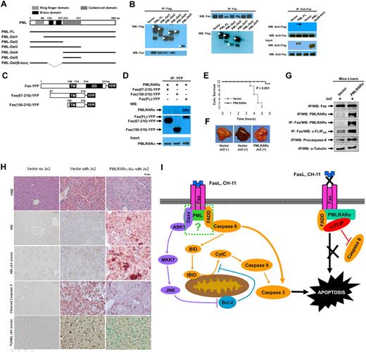 Figure 7. PMLRARα-Fas binding domains and protection of mouse against Fas-induced death. (A) Schematic representation of PML deletion mutants. (B) HEK293 cells were transfected with pcDNA3-Flag vector, pcDNA3-Flag-PML-FL, or pcDNA3-Flag-deletion mutants illustrated in panel A. Cells lysates were immunoprecipitated using anti-Flag antibody (left) or anti-Fas antibody (middle). HEK293 cells were transfected with pcDNA3-Flag vector, pcDNA3-Flag-PML-FL or pcDNA3-Flag-PML-Del (B-box) mutant, lysed and immunoprecipitated with anti-Fas antibody (right). The precipitates were Western blotted with anti-Flag and anti-Fas antibody. (C) Schematic representation of Fas deletion mutants used to map binding to PMLRARα. Deletion of pre-ligand binding assembly domain (aa. 1-67) prevents trimerization of Fas deletion mutants with endogenous Fas. TM indicates transmembrane domain; and DD, death domain. (D) HEK293 cells were cotransfected with pcDNA3-PMLRARα, and plasmids expressing indicated YFP-tagged Fas mutants. Whole-cell lysates were immunoprecipitated using an anti-GFP antibody and the precipitates were Western blotted using anti-RARα and anti-GFP antibodies. The equal expression levels of PMLRARα in whole-cell extracts were confirmed by immunoblot analysis. (E) C57BL/6 mice were transfected with 100 μg of PMLRARα or empty vector plasmid using the hydrodynamic methodology.22 Twenty-four hours later, the mice were inoculated intraperitoneally with a lethal dose of anti–mouse Fas antibody (Jo2) and monitored for survival 6 hours after challenge when the surviving mice were killed to harvest liver tissues for comparative analysis. (F) Representative images of the livers harvested at the time of death are shown. (G) Liver extracts of PMLRARα and vector-transfected mice were analyzed for PMLRARα-Fas complexes by immunoprecipitation and Western blotting using anti-RGSHis, anti-Fas, anti–c-FLIP, and anti–caspase-8 antibodies. (H) To confirm that PMLRARα blocks Fas-mediated apoptosis, the livers from panel E were subjected to immunohistochemical and TUNEL staining. Representative H&E-stained slides (top row), anti-RGS His antibody staining showing PMLRARα-RGSHis expression (2nd and 3rd rows), anti–cleaved caspase-3 antibody and TUNEL staining (4th and bottom row, respectively) are shown. (I) Model of PMLRARα-mediated inhibition of Fas apoptosis. PMLRARα in complex with Fas recruits FADD and c-FLIP and excludes procaspase-8 to block Fas-mediated apoptosis. At the same time, Fas complexed with PMLRARα is unable to bind FasL and CH-11. ASK1 indicates apoptosis signal-regulating kinase; FADD, Fas-associated death domain protein; JNK, c-Jun NH2-terminal kinase; tBID, truncated Bid; CytC, cytochrome C; MKK7: mitogen-activated protein kinase kinase 7; and c-FLIP, cellular-FLICE inhibitory protein.