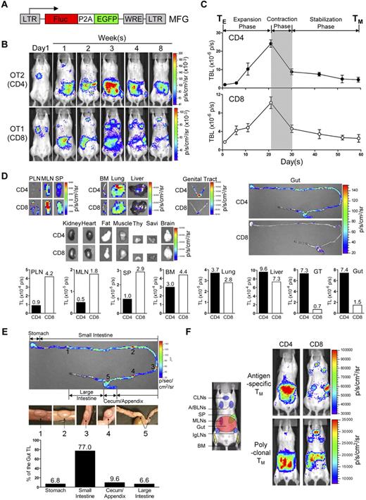 Figure 1. Visualizing the segregation of CD4 and CD8 TM reservoirs in mice. (A) Schematic representation of dual-reporter retrovector MFG. LTR indicates long-term repeats; Fluc, firefly luciferase; P2A, porcine teschovirus 2A sequence; EGFP, enhanced green fluorescence protein; and WRE, woodchuck responsive element. (B,C) Visualization of the CD4 and CD8 TM formation in albino B6 mice postadoptive transfer of 1 × 106 MFG-labeled OT2 (CD4) or OT1 (CD8) effector T cells (TEs) using BLI. Representative BLI images (B) and the measurements of total body luminescence (TBL, mean ± SEM; C) are shown (n = 4). Shaded area marks contraction phase (C). (D,E) Visualization of the CD4 and CD8 TMs in individual tissues using excised tissue BLI. (D) Tissues were collected from albino B6 recipient mice 2 months after transfer of 10 × 106 MFG-labeled OT2 (CD4) or OT1 (CD8) TEs. PLN indicates peripheral lymph node; MLN, mesenteric LN; SP, spleen; BM, bone marrow; Thy, thymus; GT, genital tract; and Savi, salivary gland. (E) Detailed analysis of CD4 TM homing to gut. BLI images of the gut tract (top, the “hot spots” are numbered), identification of the “hot spots” as Peyer patches (PPs; middle), and the measurements of luminescence in gut sub-regions (bottom) are shown. Data are representative of 3 independent experiments. (F) Visualization of the antigen-specific or polyclonal CD4 and CD8 TMs formed in albino B6 recipient mice each receiving 1 × 106 either MFG-labeled OT2 or OT1 TEs, or MFG-labeled B6 CD4 or CD8 TEs using BLI. Representative BLI images collected 1 month after transfer are shown (n = 4). Schematic showing the individual tissue localization in mice is provided for reference. CLNs indicate cervical LNs; A/BLNs, axillary/brachial LNs; and IgLN, inguinal LNs. PLNs refer to the combination of CLNs, A/BLNs, and IgLNs.