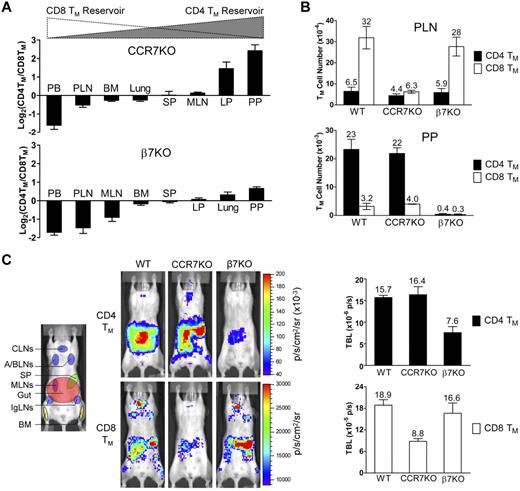 Figure 4. CD4 and CD8 TMs selectively require the expression of α4β7 or CCR7 for their formation and maintenance. (A) Tissue accumulation of MP CD4 and CD8 TMs (gated as CD4+CD25−CD44hi and CD8+ TCRβ+CD44hi, respectively) in 10-month-old CCR7KO or β7KO mice. Data are presented as mean ± SEM (n = 4). (B) Comparison of CD4 and CD8 TM number in PLN and PP of 10-month-old wild-type (WT), CCR7KO and β7KO mice. Data are presented as mean ± SEM (n = 4). (C) Study of the influence of CCR7 or β7 deficiency on CD4 and CD8 TM formation using BLI. Either MFG-labeled CD4 TEs (5 × 106) or CD8 TEs (1 × 106) of the indicated genotype were adoptively transferred into albino B6 recipient mice. Representative BLI images and total body luminescence (TBL) measurements of the indicated recipients (mean ± SEM, n = 4) 1 month after transfer are shown.