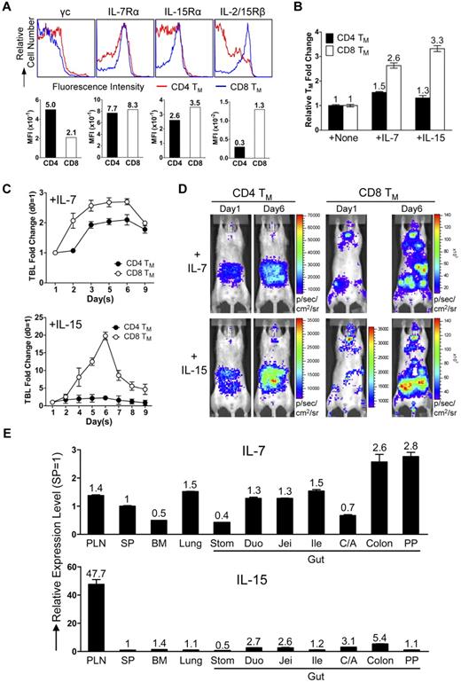 Figure 5. CD4 and CD8 TMs home to tissues that supply them with their favored homeostatic cytokines. (A) Cytokine receptor expression on the MP CD4 and CD8 TMs (gated as CD4+CD25−CD44hi and CD8+CD44hi, respectively) in the spleen of 1-year-old B6 mice measured by flow cytometry. Representative histogram plots and mean fluorescence intensity (MFI) measurements are shown (n > 4). (B) Proliferation of CD4 and CD8 TMs in response to cytokine stimulation (100 ng/mL) for 3 days in vitro measured by cell counts. TMs were purified from 1-year-old B6 mice. Representative data are presented as mean of triplicates ± SEM (n = 4). (C,D) Proliferation of CD4 and CD8 TMs in response to cytokine stimulation in vivo measured by BLI. MFG-labeled OT2 (CD4) or OT1 (CD8) TEs (1 × 106) were adoptively transferred into each albino B6 recipient mouse. Six months later, the recipients harboring the OT2 or OT1 TMs received administration (IP) of either IL-7 or IL-15 daily (10 μg) for 5 sequential days. (C) Time-course tracking of the TBL change of the indicated recipient mice receiving either IL-7 or IL-15. Data are presented as mean ± SEM. (D) Representative BLI images of the indicated mice right before the 1st cytokine administration (day 1) and 1 day after the last cytokine administration (day 6; n = 3-4). (E) Tissue expression of IL-7 and IL-15 in 1-year-old B6 mice measured by Taqman Q-PCR. Representative data are presented as mean of triplicates ± SEM (n = 4).
