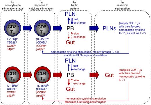 Figure 7. Memory compartmentalization model. This schematic model illustrates the segregation of CD4 and CD8 TM reservoirs in mice, and the possible molecular controls and physiologic relevance of this phenomenon (for details, see main text).