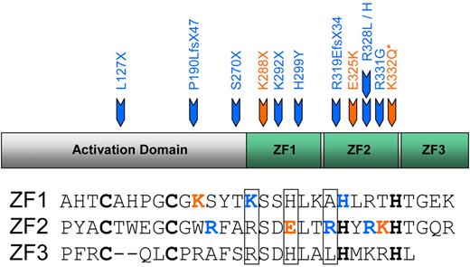 Figure 1. Mutations in EKLF. Heterozygous mutations reported in human EKLF. Core DNA-binding residues in the ZF domains (ZF1-ZF3) are boxed. Blue represents mutations associated with the InLu blood group phenotype; and orange, mutations associated with elevated levels of HbF. *K332Q only when occurring as compound heterozygote with S270X. The “Introduction” contains references.