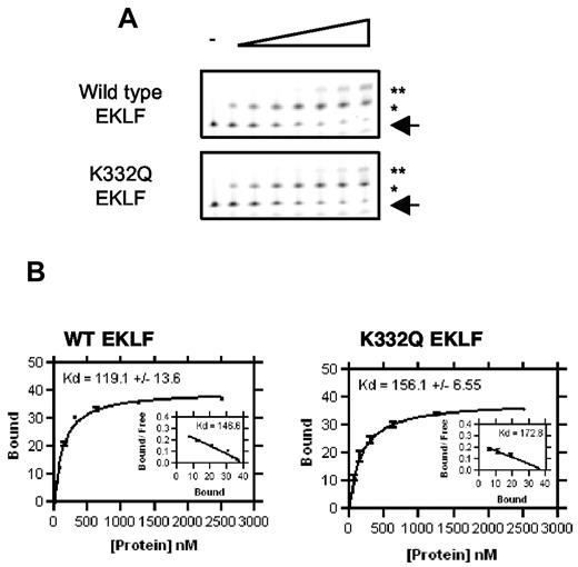 Figure 3. Binding affinity of WT and mutant K332Q EKLF for the β-globin promoter. (A) Saturation fluorescent gel shift assays using recombinant ZF proteins (0-2500nM, n = 3). (B) Binding curve and Scatchard transformation of data. Details are as in Figure 2.