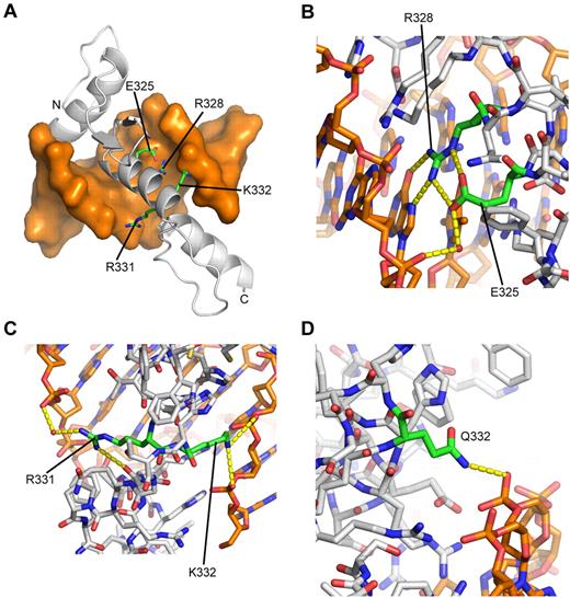 Figure 4. Molecular model of WT EKLF bound to the β-globin promoter. (A) Overall structure of the complex. DNA is shown as an orange molecular surface; protein is shown as a gray Cα-cartoon tracing the α-carbon (Cα) atoms. The amino terminus (A278) is labeled N; the carboxy terminus (L362) is labeled C. The side chains of mutated residues are labeled and highlighted as sticks with carbon atoms colored green. (B) Close-up showing the network of hydrogen bonds formed by E325 and R328, which cannot be replicated when the glutamate side chain is replaced by lysine. All atoms are colored by atom type, with carbon atoms colored as follows: orange represents DNA; green, E325 and R328; and gray, other protein residues. Red spheres represent selected water molecules. Dashed yellow lines indicate predicted hydrogen bonds. (C) Close-up showing interactions of R331 and K332. Displayed as in panel B, except that R331 and K332 carbon atoms are colored green. (D) Close-up of K332Q model showing predicted hydrogen bonding of Q332 to DNA backbone. Displayed as in panel B, except that Q332 carbon atoms are colored green.