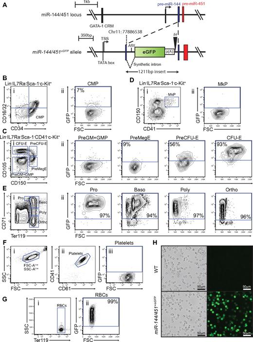 Figure 1. miR-144/451eGFP expression in the hematopoietic system. (A) Schematic overview of the miR-144/451 locus before (top) and after (bottom) insertion of the eGFP expression cassette. The upstream GATA-1 cis-regulatory motif (CRM) and the transcriptional start site (TSS) are indicated. The integration site (chromosome 11: 77886538) of the eGFP cassette within the pre-miR-144 (blue) is shown. The black triangle symbolizes the remaining frt site after Flp-mediated excision of the neor cassette and the white rectangle indicates the SV40 poly(A) sequence. The synthetic intronic sequence introduced to ensure efficient nuclear processing and export of the transcript and the newly introduced AflII restriction site used for Southern analysis are shown. (B) Small population of GFPlow cells observed in the CMP population. (i) Live Lin−, IL-7R−, Sca-1−, c-kit+ gated cells stained for CD34 and CD16/32. The blue gate indicates the CMP subset.17 (ii) Cells gated as CMP as a function of FSC-A and GFP intensity. (C) MiR-144/451eGFP expression is strongly induced on erythroid lineage commitment. (i) Live Lin−, IL-7R−, Sca-1−, c-kit+, CD41− gated cells stained for CD150 and CD105. The blue gates indicate granulo-monocyte precursor (GMP) and pre-granulo-monocyte precursor (Pre-GM), pre-megakaryocyte-erythroid precursor (Pre-MegE), Pre-colony forming-unit erythroid precursor (Pre-CFU-E), colony forming unit erythroid (CFU-E), respectively.19 (ii) The respective populations identified in panel i plotted as a function of FSC-A and GFP intensity. (D) Megakaryocytic precursors (MkP) do not express the reporter. (i) Live Lin−, IL-7R<−, Sca-1−, c-kit+ cells stained for CD150 and CD41. The blue gate indicates the MkP subset.19 (ii) Cells gated as MkP as a function of FSC-A and GFP. (E) All terminal erythropoietic subpopulations are strongly GFP-positive. (i) Live unfractionated bone marrow cells stained for CD71 and Ter119. The blue gates indicate proerythroblast (Pro), basophilic erythroblast (Baso), poly chromatophilic erythroblast (Poly), and ortho-chromatophilic erythroblast (Ortho) populations, respectively.20 (ii) The respective populations identified in panel i plotted as a function of FSC-A and GFP intensity. (F) Mature platelets in the peripheral blood are GFP-negative. (i) EDTA-anticoagulated blood cells plotted as a function of FSC-A and SSC-A. Note the logarithmic axis. (ii) FSC-Alow, SSC-Alow gated cells stained with CD41 and CD61. The blue gate identifies small mature platelets. (iii) Cells gated as platelets as a function of FSC-A and GFP. (G) Mature erythrocytes in peripheral blood are GFP-positive. (i) EDTA-anticoagulated peripheral blood cells stained for Ter119. The blue gate indicates mature RBCs. (ii) Cells gated as RBCs as a function of FSC-A and GFP. (H) Blood smears of fixed peripheral blood show strong endogenous GFP signal from all RBCs. Fluorescence micrographs and corresponding bright field images are shown for wild-type and miR-144/451+/eGFP. All FACS plot shown are representative of stained miR-144/451+/eGFP bone marrow cells, except panels F and G, which are miR-144/451+/eGFP peripheral blood cell stains. The gates for GFP-positive cells in FSC-A vs GFP plots are defined by taking the respective cell population background fluorescence into account using wild-type littermate control stained cells. The percentages shown in the plots indicate the average GFP-positive fraction of the population in question, based on 3 independent experiments.