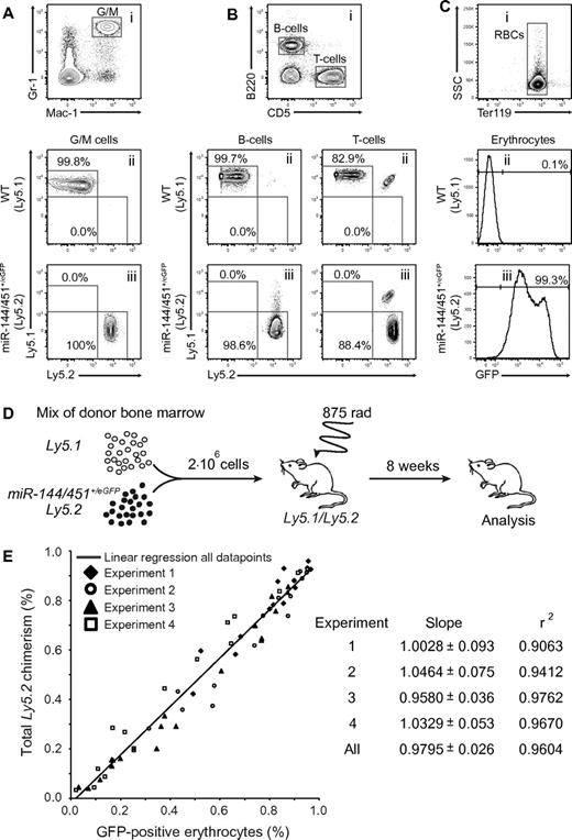 Figure 2. miR-144/451eGFP is a quantitative marker of erythroid lineage output. MiR-144/451+/eGFP cells can give rise to (A) G/M cells, (B) B and T cells, and (C) erythroid cells, and marks all erythrocytes in the peripheral blood of bone marrow–transplanted lethally irradiated Ly5.1/5.2 recipients. (i) Representative FACS plots of peripheral blood cells stained for (A) Gr-1 and Mac-1, (B) B220 and CD5, and (C) Ter119. (A-B) Representative FACS plots show the gated populations stained for Ly5.1 and Ly5.2 isolated from animals reconstituted with (ii) Ly5.1 or (iii) miR-144/451+/eGFP:Ly5.2 cells, respectively. Note that a minor population (∼ 15%) of radioresistant recipient-derived T cells can be detected in both wild-type and miR-144/451+/eGFP injected animals. (C) Bottom histograms show gated RBCs plotted for GFP expression (x-axis) from animals reconstituted with (ii) Ly5.1 or (iii) miR-144/451+/eGFP:Ly5.2 cells, respectively. (A-C) Numbers indicate mean fraction of the various gated cell populations based on 5 independent measurements. (D) Experimental setup to evaluate miR-144/451eGFP expression as a quantitative erythroid lineage marker. Lethally irradiated Ly5.1/5.2 recipients were injected with 2 million nucleated whole bone marrow cells representing diverse mixtures of Ly5.1 or miR-144/451+/eGFP:Ly5.2 cells. Eight weeks after transplantation, the fraction of GFP-positive RBCs and Ly5.2 single-positive leukocytes was measured in the peripheral blood. (E) Near-perfect linear correlation between Ly5 chimerism and GFP-positive RBCs. Plot indicates fractions of GFP-positive erythrocytes (x-axis) and Ly5.2 single-positive leukocytes (y-axis) for individual transplanted mice as in panel D. Empty and filled symbols represent individual animals in 4 independent transplantation experiments. The solid line represents simple linear regression based on data points from all experiments. The slope, standard error, and r squared (r2) value computed for each individual experiment as well as for all data points are listed.