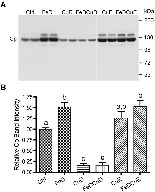 Figure 3. Cp protein expression in rat serum. A representative Western blot is shown (top panel), representing 2 rats per dietary treatment group. Quantitative data from all rats is also given (n = 8-12 rats/group; bottom panel). Bars with different letters atop error bars are statistically different (P < .05) from each other. Data are expressed as means ± SD. The image is of one blot from a single x-ray film; the vertical black line indicates where a blank lane with nonchemiluminescent molecular weight markers was removed from the image.