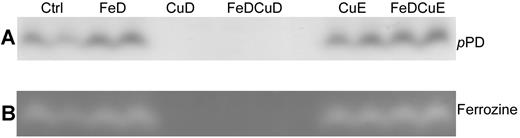 Figure 4. In-gel Cp enzyme activity assays. Serum samples were separated by gel electrophoresis and subsequently reacted with different substrates (pPD or Fz) to estimate enzyme activity levels. In both panels, each treatment group is represented by 2 samples derived from 2 individual rats (except for 3 rats for FeDCuD).