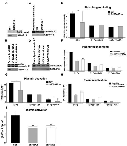Figure 4. Depletion of S100A10 results in decreased endothelial cell plasminogen binding and plasmin generation. To detect the total cellular levels of annexin A2 and S100A10, primary murine endothelial cells, isolated from WT or S100A10−/− mice (A), as well as control and S100A10 depleted TIME cells (B), were dissociated from culture flasks, lysed, subjected to SDS-PAGE, and immunoblotted with antiactin (loading control), antiannexin A2, or anti-S100A10 antibodies. Cell-surface protein levels for primary murine endothelial cells (C) and TIME cells (D), as detected by cell-surface biotinylation, are shown. FITC-Pg binding to the primary murine endothelial cells (E) or TIME cells (F) was measured by FACS. Quantification of flow cytometric analysis of Pg binding was calculated with WinMDI software. Loss of S100A10 affected tPA-dependent plasmin generation by primary murine endothelial cells (G) and TIME cells (H) and uPA-dependent plasmin generation by TIME cells (I). Statistical analysis was performed with the Student t test (E,G) or ANOVA (F,H); *P < .1, **P < .01, and ***P < .001. Figures were generated with Adobe Photoshop CS3 Version 10 (Adobe Systems Incorporated).