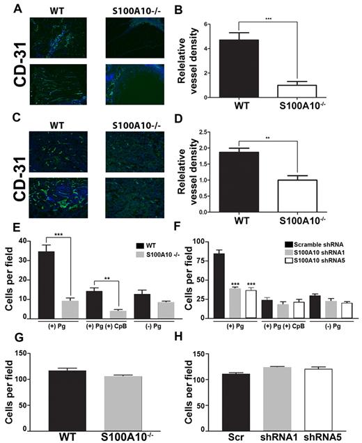 Figure 5. Role of S100A10 in plasmin-dependent Matrigel invasion. WT and S100A10−/− mice were implanted with a Matrigel plug containing 200 ng/mL bFGF and 60 U/mL heparin. CD31 staining (green) of endothelial cells shows decreased invasion into the matrigel plug in S100A10−/− mice (A). Nuclei were stained with DAPI (blue). Tissue surrounding the matrigel plug is visible in the S100A10−/− sections. Quantification of positive CD31 staining of 20× fields from 3 separate matrigel plugs was performed with ImageJ software (B). T241 fibrosarcoma cells were injected subcutaneously into WT and S100A10−/−. Tumors were collected after 3 weeks. CD31 staining (green) of endothelial cells shows decreased staining of endothelial cells in tumors collected from the S100A10−/− mice (C). Nuclei were stained with DAPI (blue). Quantification of positive CD31 staining of 20× fields from 3 separate tumors was performed with ImageJ software (D). Sections were mounted with Vectashield mounting medium (Vector Laboratories) and viewed using a 20×/0.5 NA objective lens. Images were captured by the Zeiss Axioplan 2 microscope with a Spot 2 digital camera. Digital acquisition of the images was performed with Axiovision 4.7 (Zeiss). Primary WT or S100A10−/− murine endothelial cells (E,G) or control or S100A10-depleted TIME cells (F,H) were added to the top chamber of Transwell chambers in the presence of media and in the presence or absence of Pg (0.5μM). Some chambers were coated with Matrigel (invasion assays; E,F) or uncoated (migration assays; G,H). The lower chambers contained media with 10% FBS. Cells were incubated for 48 hours, after which invading cells were stained with H&E and counted. Data are expressed as mean number of cells per 40× field ± SD of 3 independent experiments. Statistical analysis was performed by use of the Student t test (B,D,E,G) or ANOVA (F,H); ***P < .001. In some experiments cells were pretreated with CpB (5 U/mL), which was added to the upper chamber where indicated. Figures were generated with Adobe Photoshop CS3 Version 10 (Adobe Systems Incorporated).