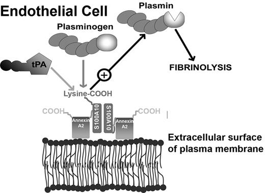 Figure 6. Model depicting the role of S100A10 in endothelial cell plasmin generation. The predominant form of S100A10 at the endothelial cell surface is as a heterotetramer, AIIt, which consists of 2 copies each of the annexin A2 and S100A10 subunits.22 The annexin A2 subunit acts as a regulatory subunit, which uses its phospholipid-binding sites to anchor S100A10 to the cell surface. The S100A10 subunit binds tPA and Pg at the carboxyl-terminal lysine residue.18,19 The colocalization of tPA and Pg results in accelerated cleavage of Pg by tPA, resulting in Pm generation and fibrinolytic activity.