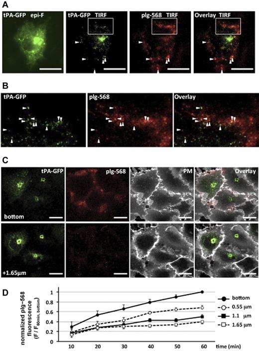 Figure 1. Binding and accumulation of plg-568 on tPA-GFP–expressing EA.hy926 cells. (A) After tPA-GFP–transfected cells were incubated with 480nM NL-plg plus 20nM plg-568 at 37°C for 30 minutes, localization of tPA-GFP and plg-568 was determined by total internal reflection fluorescence (TIRF) microscopy. Both fluorophores were excited at 488 nm, and the light emitted was collected through an emission splitter (W-View system; Hamamatsu Photonics) equipped with a 550-nm dichroic mirror and 2 emission filters, a 510/23-nm band-pass filter for GFP and a 600-nm long-pass filter for Alexa Fluor 568. Representative images are shown. Left panel shows epifluorescence image obtained only by GFP channel; others are TIRF images of tPA-GFP and/or plg-568. In addition to the high fluorescence intensity of tPA-GFP in possible Golgi complex, TIRF images demonstrated a number of clear spots, some of which colocalized with plg-567 (arrowheads). Bars represent 10 μm. (B) Expanded images of the area indicated by a white box in panel A. (C) Representative images captured by the CLSM system are shown. The plasma membrane was labeled with Cell Mask Deep Red plasma membrane stain in tPA-GFP–expressing cells, which were incubated with 480nM NL-plg plus 20nM plg-568 for 60 minutes. Top panels are the most basal focal images (the “bottom”), and bottom panels are optical images taken along the z axis on a 1.65 μm focal plane from the bottom. PM indicates plasma membrane stain. plg-568 (red) accumulated not only in the plasma membrane area (white) but also in the pericellular/matrix adhesive area in tPA-GFP–expressing cells. Bars represent 10 μm. (D) Time-dependent accumulation of plg-568 in each focal plane. The values of fluorescence intensity at every 10 minutes were normalized to that at the bottom at 60 minutes; relative fluorescence changes are referred to as F/F60 min, bottom. The plots are indicated in each focal plane as mean ± SE of 7 independent experiments.