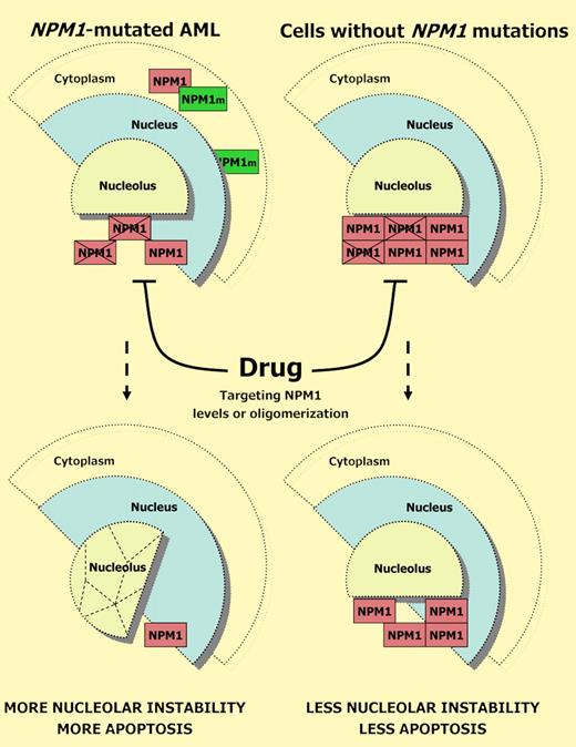 Potential strategy for targeting leukemic cells harboring NPM1 mutations. NPM1 is one of the most abundant nucleolar protein. NPM1-mutated AML cells are depleted of normal NPM1 (red blocks) in the nucleolus because of both haploinsufficiency and cytoplasmic dislocation (through formation of heterodimers with NPM1 mutant; NPM1m, green blocks). This may explain why they are more sensitive than cells with germ line NPM1 (containing full dose of wild-type NPM1) to drugs that, affecting NPM1 levels or oligomerization lead to disruption of the nucleolar structure and apoptosis.