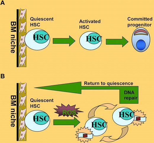 HSC maintenance under oxidative stress. (A) Under steady-state conditions, HSCs are maintained in a quiescent state and reside in the BM niche where they preserve the capacity to self-renew and to continue to produce all types of blood cells throughout a prolonged lifespan. (B) ROS generated by replicative stress during serial transplantation can induce DNA damage and drive HSCs into cell division, which could cause progressive loss of HSC functions. After successful repair of the oxidative DNA damage, HSCs can return to quiescent state.