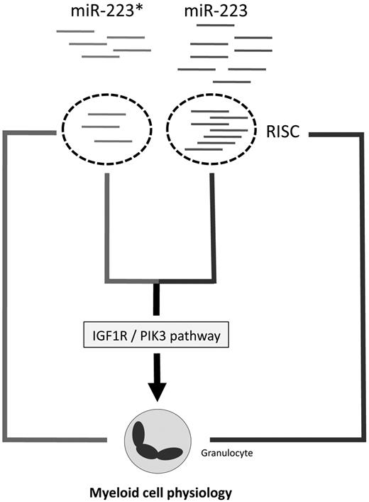 Figure 3. Proposed model of miR-223* and miR-223 cross talk.