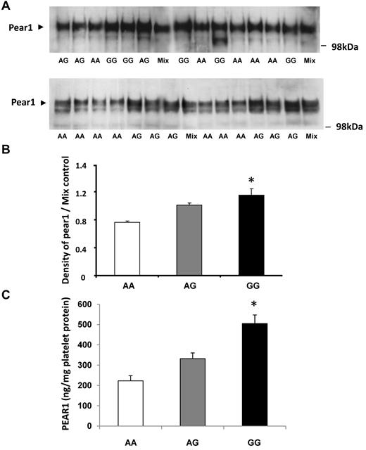 Figure 2. Platelet expression of PEAR1 protein is related to genetic variation in PEAR1 at rs12041331. Western blotting analysis of platelet lysates (30 μg/lane) from randomly selected persons who varied by genotype (AA, AG, GG) at rs12041331. (A) Representative Western blots. (B) Summary results for platelet expression by genotype normalized to control (AG pooled mixture). (C) Platelet expression of PEAR1 protein assessed by quantitative ELISA. Results are displayed as mean ± SD; *P < .05 for difference among groups by ANOVA.
