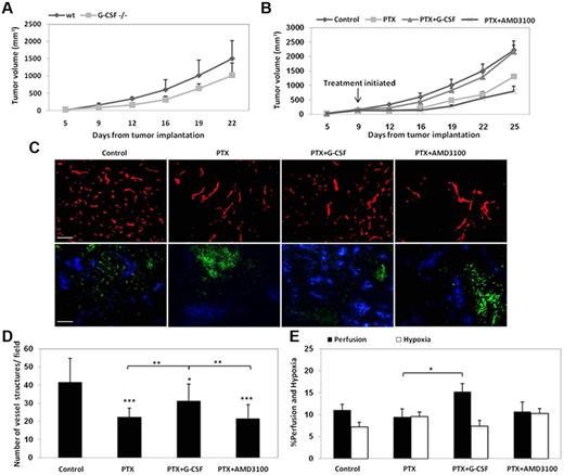 Figure 1. LLC tumor growth in G-CSF−/− or G-CSF wt mice treated with PTX, PTX and G-CSF, or PTX and AMD3100 and the relative microvessel density, hypoxia, and perfusion. LLC cells in the quantity of 5 × 105 cells were implanted in the flanks of (A) 8- to 10-week-old G-CSF+/+ or G-CSF−/− 129Sv/C57Bl/6 mice (n = 4-5 mice per group) or (B) 8- to 10-week-old C57Bl/6 which were treated with PTX, PTX and G-CSF, PTX and AMD3100. When tumors reached 200 mm3, treatment was initiated. Tumors were measured regularly using Vernier calipers, and tumor growth (volume) was plotted against number of days after tumor cell implantation. In a parallel experiment, C57Bl/6 mice bearing 500 mm3 LLC tumors (n = 4-5 mice per group) were treated with PTX or PTX in combination with either G-CSF or AMD3100. Tumors were removed 3 days later and evaluated for (C) microvessel density using CD31 immunostaining as a marker for endothelial cells (red; scale bar = 100 μm, 20×/0.50 NA); and hypoxia (green) and vessel perfusion (blue) using hypoxic probe and Hoechst as described in “Quantitation and visualization of tissue hypoxia, vessel perfusion, microcessel density, tumor cell proliferation, and apoptosis” (scale bars = 200 μm; 10×/0.30 NA). Quantification of (D) microvessel density, and (E) perfusion and hypoxia is provided.