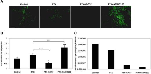 Figure 4. Relative SDF-1α protein expression and Bv8 mRNA expression in LLC tumors after treatment with PTX or PTX in combination with either G-CSF or AMD3100. (A) C57Bl/6 mice bearing 500 mm3 LLC tumors (n = 4-5 mice per group) were treated with PTX or PTX in combination with either G-CSF or AMD3100. Tumors were removed 3 days later and sections evaluated for SDF-1α expression (green; scale bar = 500 μm). (B) Quantification of relative SDF-1α expression is provided. (C) In parallel, mRNA was extracted from the same tumors, and Bv8 mRNA levels were measured by qRT-PCR. ***P < .001 from control group, unless indicated otherwise.