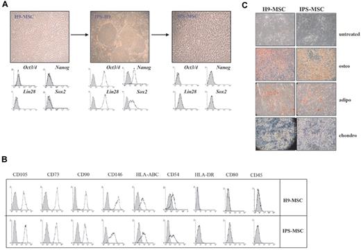 Figure 1. Characterization of human IPS-MSCs and H9-MSCs. (A) Morphology of MSCs and iPS: H9-MSCs and IPS-MSCs were characterized by spindle-cell morphology (original magnification, 40×) and iPS-H9 colonies by ES-like morphology. (B) Expression of pluripotent markers in MSCs and iPS by flow cytometry. FACS analysis of Oct-4, Nanog, Lin 28 and Sox-2 were performed after permeabilization in PFA 3%/Saponin 0.1% in MSC-H9 before reprogramming, iPSC-H9 and iPS-differentiated MSCs. Marker expression is presented as histograms. Filled histograms indicate a negative isotype. (C) Immunohistochemical staining of surface antigens on human H9-MSCs and IPS-MSCs after differentiation toward adipogenic, osteogenic, and chondrogenic lineages (original magnification, 40×). Staining with alizarin red shows development of calcium accumulation under inductive osteogenic conditions, in vitro, for 4 weeks, whereas oil red O staining shows development of lipid accumulation under inductive adipogenic conditions, in vitro, for 4 weeks. Alcian blue stain was used to detect extracellular matrix proteoglycans under inductive chondrogenic conditions, in vitro, for 4 weeks.