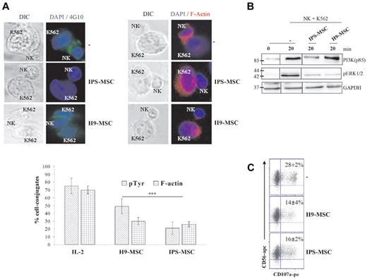 Figure 4. Inhibition of ERK prevents the ability of NK cells to form NKIS. (A) NKIS were visualized by fluorescence microscopy. Erythroleukaemia K562 cells were mixed with activated NK cells (ratio NK/K562, 2:1) and cultured for 20 minutes at 37°C on a poly-lysine–coated slide and stained with anti-phospho-tyrosine (4G10, green stain) and F-actin (red stain). Nuclei were stained with DAPI (blue stain). In the differential interference contrast micrograph (DIC) on the left (63×), a human NK cell is shown conjugated to a K562 cell and the synapse is indicated with an arrow. One representative experiment, of at least 3 independent ones, is shown. Signal intensity for 4G10 and F-actin was quantified with ImageJ software. (B) NK cells were cultured with K562 for 20 minutes at 37°C (ratio NK/K562, 2:1) and PI3K (p85) and pERK protein expression was evaluated by Western blot analysis. GAPDH was used as loading control. (C) Degranulation ability by NK cells cultured with IPS-MSCs or H9-MSCs for 4 days was evaluated using the CD107a assay. NK cells were stained with anti-CD56–APC and with anti-CD107a–PE and analyzed by flow cytometry. Monensin (10μM) was added to prevent the acidification of the endosomal compartment and the degradation of the granules secretion. The percentages listed represent the ratios of CD56+/CD107a+ cells. Results are representative of 4 independent experiments. Results are representative of 4 independent experiments and are shown as the means ± SD of triplicate samples.