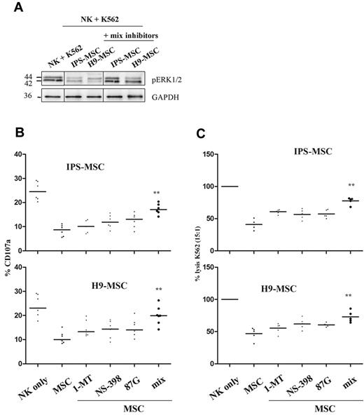 Figure 6. Role of soluble factors secreted by MSCs in NK-cell degranulation and cytotoxicity. (A) NK cells were cultured in presence of K562 target cells for 20 minutes (ratio NK/K562, 2:1). pERK protein expression was determined by Western blot analysis and GAPDH was used as a loading control. CD107a degranulation (B) and NK-cell cytotoxicity was evaluated using the 51Cr-release assay (C) after IPS-MSC or H9-MSC culture. Results are expressed as the percentage of K562 lysis in the presence of inhibitors of HLA-G, IDO and PGE-2. One hundred percent indicates NK cells alone. Bars represent the median obtained from 6 independent experiments. The NK/K562 ratio was 15:1 for the 51Cr-release assay and 5:1 for the CD107a assay. Statistically significant differences between MSCs in presence or not with soluble inhibitors are indicated by asterisks, **P < .01.