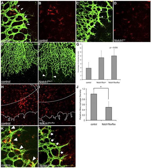 Figure 1. Notch1 in macrophages is important for macrophage localization during retinal angiogenesis. Whole mount P5 retinas were stained by immunohistochemistry for F4/80 or isolectin-B4 to visualize macrophages or endothelial cells, respectively. (A) Macrophages (red) in control retinas were found in close proximity to endothelial cells (green) and at vascular branchpoints (arrows). (B) F4/80 staining of image shown in panel A. Macrophages in control retinas were densely localized to the vascular front, at the leading edge of vessel migration and anastomosis. (C) Macrophages (red) in retinas from Notch1+/− mice were often not associated with vascular branchpoints (indicated with stars). (D) F4/80 staining of image shown in panel C. Macrophages in Notch1+/− retinas were scattered at the vascular front where vessel anastomosis occurs. (E-G) Retinal angiogenesis in mice with myeloid-specific reduction of Notch1 was characterized by an increased frequency of elongated sprouts that failed to anastomose with neighboring sprouts. For quantification of elongated sprouts, 10× images of retinas were used to assess the frequency of sprouts longer than 100 μm, normalized to the total number of sprouts in that field. Sprouts were defined as endothelial protrusions from the vascular front that did not branch. Results were averaged for each genotype. Error bars represent SEM of n = 4 control, n = 6 LysMCre; Notch1flox/+, and n = 4 LysMCre;Notch1flox/flox retinas. (H-L) Decreased macrophages at the retinal vascular front in mice with myeloid-specific loss of Notch1. For quantification, paneled 30× images of the entire retina were taken. To determine F4/80 staining density (shown in red), the number of red pixels within the outer 20% of the retina (indicated by white line in panels H and I, outline of vascular plexus shown in white) was counted and compared with the total area covered by vasculature within that region. The leading edge was defined as the distal 20% of vasculature measured from the center of the optic nerve to the edge of the vascular front. Error bars represent SEM of n = 4 control and n = 4 LysMCre;Notch1flox/flox retinas. *P ≤ .05. (K-L) Macrophages in control retinas were found at the vascular front and localized to vascular branchpoints (arrowheads), whereas there was decreased macrophage density at the vascular front in retinas from mice with loss of Notch1 in the myeloid lineage (arrows). Images shown at 40× (A-D,K,L), or 10× (E,F,H,I), original magnification. Images are representative of at least 3 independent experiments.