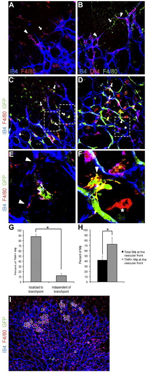 Figure 2. Macrophages with activated Notch signaling localize to anastomosing sprouts and at vascular branchpoints. Whole mount P5 retinas. (A) F4/80 (red) and isolectin-B4 (blue) staining demonstrates localization of macrophages in close proximity to tip cells (arrowhead) and between neighboring sprouts (arrow). (B) Macrophages (green arrow) bridge between neighboring Dll4-postive (red) tip cells (arrowheads). Isolectin-B4 shown in blue. (C-F) Immunohistochemistry of retinas from Notch reporter mice expressing GFP downstream of a Notch-responsive promoter. Anti-GFP staining shown in green indicates activation of Notch signaling. Vessels were visualized with isolectin-B4 (blue). F4/80 staining shown in red. (C) Macrophages (red) with evidence of Notch signaling (arrows) localize between sprouts at the vascular front. (D) Proximally in the vascular plexus, macrophages with evidence of Notch signaling were found in close association with endothelial cells at vascular branchpoints (arrows). (E-F) Higher magnifications of the boxed areas in panels C and D. Arrowheads indicate anastomosing sprouts (E) or vascular branchpoints (F). Macrophages that were not in association with endothelial cells did not have evidence of Notch signal activation (indicated with stars). (G) The majority of TNR-positive macrophages in retinas were localized to vascular branchpoints (87.9% vs 12.07% of TNR-positive macrophages. (H-I) TNR-positive macrophages are overrepresented in the distal 20% of the retinal vasculature. Forty-two percent of all retinal macrophages were located in the distal 20% of the retinal vasculature. Of TNR-positive macrophages, 72.5% were located in the distal 20% of the retina. TNR-positive macrophages circled in white. Error bars represent data from n = 5 retinas from TNR mice. *P ≤ .05. Images in panels A through D shown at 40× original magnification, panel I shown at 4× original magnification. Data are representative of at least 3 independent experiments.