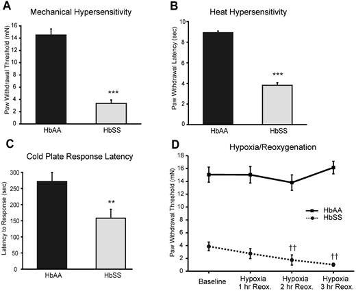 Figure 1. Male HbSS mice exhibit marked hypersensitivity to mechanical, heat, and cold stimuli compared with control HbAA mice. (A) Male HbSS mice exhibited significantly reduced hind paw withdrawal thresholds compared with HbAA controls (***P < .0001, Mann Whitney U test; HbAA n = 20; HbSS n = 19). (B) Male HbSS mice had significantly shorter hind paw withdrawal latencies to radiant heat than controls (***P < .0001, t test; HbAA n = 20; HbSS n = 17). (C) Male HbSS mice had shorter latencies in response to a cold plate held at 20°C than HbAA controls (**P = .007, t test; HbAA n = 20; HbSS n = 18). (D) Exposure to hypoxia (10% FiO2, 2 hours) followed by reoxygenation (ambient air, tested at 1, 2, and 3 hours) further exacerbated mechanical hypersensitivity of male HbSS mice (P = .0005, Friedman repeated-measures test; ††P < .01, posthoc Dunn test comparing HbSS baseline with the 2- and 3-hour reoxygenation time points; HbSS n = 13), but not control HbAA mice (Friedman test, HbAA n = 15); HbSS mice exhibited significantly reduced hind paw withdrawal thresholds compared with HbAA mice at each time point (P < .0001 for all comparisons, Mann Whitney U test).