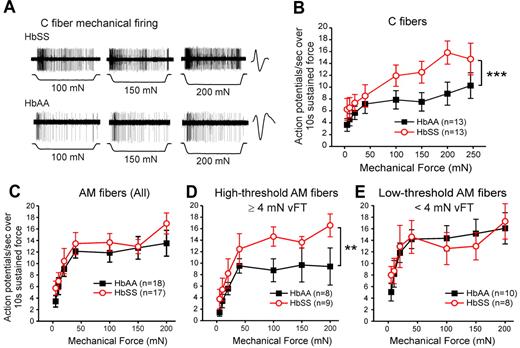 Figure 2. Mechanical force evokes more action potentials in HbSS mice than in HbAA control mice. (A) Examples of recordings from C fibers from HbSS and HbAA mice responding to increasing sustained force stimuli (100 mN, 150 mN, 200 mN; 10 seconds each). Action potential waveforms are shown on the right. Average number of action potentials evoked per second in C fibers (B; ***P < .0001; repeated measures 2-way ANOVA), all AM fibers (C; P > .05), high-threshold AM fibers (D; ***P < .001; repeated measures 2-way ANOVA), and low-threshold AM fibers (E; P > .05) by a 10-second, sustained mechanical force applied to the receptive field in increasing intensities (5 mN, 10 mN, 20 mN, 40 mN, 100 mN, 150 mN, 200 mN, and 245 mN for C-fibers only) in HbAA and HbSS mice. AM fibers with von Frey thresholds ≥ 4 mN were considered high-threshold and AM fibers with von Frey thresholds < 4 mN were considered low-threshold.