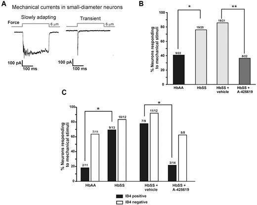 Figure 4. Isolated DRG neurons from HbSS mice exhibit greater mechanical responsiveness. (A) Examples of slowly adapting and transient inward currents induced by mechanical stimulation in HbAA control neurons. (B) The percentage of isolated DRG neurons that respond to focal mechanical stimulation applied to their soma is significantly greater in HbSS mice compared with HbAA controls. Inhibition of TRPV1 (1μM A-425619) reduced the mechanical responsiveness of DRG neurons from HbSS mice to control levels (*P < .05, **P < .01, Fisher exact test). (C) The increased mechanical responsiveness occurred selectively in the IB4-positive population of small-diameter neurons (*P < .05, Fisher exact test). Inhibition of TRPV1 reduced the mechanical responsiveness of IB4-positive neurons from HbSS mice to control levels (*P < .05, Fisher exact test).