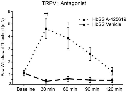 Figure 5. TRPV1 antagonist reversibly improves mechanical hypersensitivity in HbSS mice. The TRPV1 antagonist A-425619 (100 μmol/kg IP) reversibly improved mechanical hypersensitivity in HbSS mice compared with vehicle control injection (10% DMSO, 34% 2-hydroxypropyl β-cyclodextrin; P < .0001, Friedman repeated measures test; ††P < .01 and †P < .05, posthoc Dunn test comparing HbSS baseline with HbSS treated with A-425619 at 30 and 60 minutes, respectively; posthoc Dunn test also showed P < .001 for 30 minutes vs 120 minutes and P < .01 for 60 vs 120 minutes within the HbSS group treated with A-425619; HbSS n = 14). There was no significant difference in mechanical hypersensitivity in HbSS mice treated with vehicle (Friedman test, n = 12 HbSS-Vehicle). HbSS mice treated with A-425619 mice exhibited significantly improved mechanical hypersensitivity compared with HbSS mice treated with vehicle mice at 30, 60, and 90 minutes (P < .001, P < .001, P < .01, respectively; Mann Whitney U test), but not at 120 minutes (P > .05). All data are shown as means ± SEM.