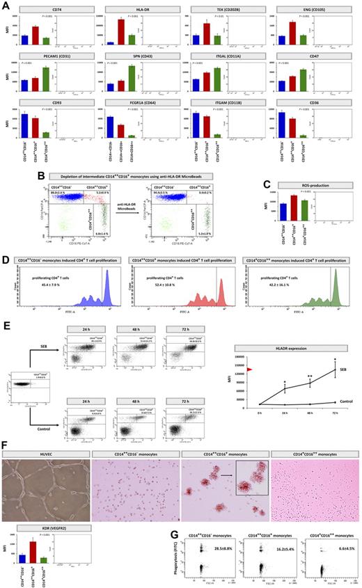 Figure 4. Monocyte subset-specific identifiers. (A) Surface expression of distinct markers on CD14++CD16− monocytes (blue columns), CD14++CD16+ monocytes (red columns), and CD14+CD16++ monocytes (green columns) performed by flow cytometry. Data were measured as median fluorescence intensity (MFI) and presented as means ± SEM. Background fluorescence (measured in negative controls) was subtracted. Statistical analysis was performed using the Kruskal-Wallis test. (B) NK cells and neutrophil-depleted PBMCs before (left dot plot) and after (right dot plot) incubation with anti–HLA-DR MicroBeads and subsequent negative isolation. (C) Flow cytometric analysis of spontaneous intracellular ROS levels within the 3 monocyte subsets using the ROS-detection reagent carboxy-H2DFFDA. Data are presented and analyzed as described in panel A. (D) CD4+ T-cell proliferation, measured flow-cytometrically as cytoplasmic dilution of CFDA-SE. Monocyte subsets were isolated, stimulated with SEB (2.5 μg/mL), and cultivated with CFDA-SE–labeled CD4+ T cells for 3 days. After gating for CD3-positive cells, percentages of proliferating CD4+ T cells were determined and denoted as means ± SD. Representative examples of 5 independent experiments are shown. (E) Stimulation of isolated CD14++CD16− monocytes with 2.5 μg/mL SEB versus control. After 24, 48, and 72 hours, percentages of CD14++CD16+ monocytes (left panels) and expression of HLA-DR (right panel) of total events was determined flow-cytometrically. Percentages of CD14++CD16+ monocytes derived from CD14++CD16− monocytes are given as means ± SD. Representative examples of 5 independent experiments are shown. HLA-DR MFI was measured as described in panel A. Red arrowhead marks HLA-DR expression of unstimulated CD14++CD16+ monocytes (compare panel A). HLA-DR MFI of SEB-stimulated and control cells were compared by the paired Student t test; *P < .05, **P < .01. (F) Bottom panel: Surface expression of KDR (VEGFR2) on monocyte subsets measured by flow cytometry. Data are presented and analyzed as described in panel A. Top panel: Monocyte subsets cultivated for 3 days on Matrigel in the presence of 10 ng/mL VEGF (RPM1 medium/5% FCS). Representative examples of 3 independent experiments are shown. HUVECs were used as control cells (EGM-2 medium/5% FCS). Image acquistion was performed by the Keyence BZ-8000K microscope equipped with a Nikon Plan Apo 4×/0.2 objective and the BZ Viewer software, magnification 8-12×, room temperature. (G) Capacity to phagocyte opsonized carboxylate microspheres (0.75 μm, Yellow Green) by the 3 monocyte subsets within 30 minutes; counts of FITC-positive cells were determined flow-cytometrically and are denoted as means ± SD. Representative examples of 10 independent experiments are shown.