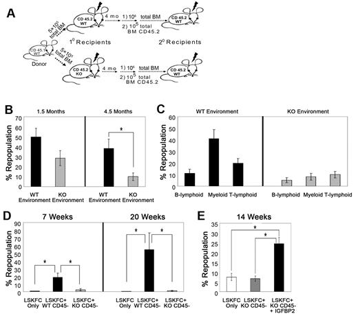 Figure 3. IGFBP2 supports the repopulation of HSCs in the BM environment. (A) A schematic representation of BM transplantation. (B) CD45.1 total BM cells (5 × 105) were transplanted into lethally irradiated CD45.2 WT or IGFBP2-null recipients for 4 months. Subsequently, 1 × 106 CD45.1 total BM cells from primary WT or IGFBP2-null recipients were cotransplanted with 1 × 105 CD45.2 total BM cells into secondary CD45.2 recipients (n = 9). Shown are donor repopulations at indicated time after transplantation. Data shown are representative of 2 independent experiments that gave similar results. (C) Different donor lineages from long-term repopulation were determined. (D) One hundred twenty CD45.2 donor Lin−Sca-1+Kit+Flk2−CD34− cells were cocultured with 360 WT or IGFBP2-null CD45− cells in STF medium containing 10% FBS for 5 days. The total mixture of cultured cells were then cotransplanted with 1 × 105 CD45.1 total BM cells into CD45.1 recipients (n = 5). Shown are donor repopulations at indicated time after transplantation. (E) One hundred and twenty CD45.2 donor Lin−Sca-1+Kit+Flk2−CD34− cells were cultured alone or cocultured with 360 IGFBP2-null CD45− cells in serum-supplemented STF medium, with or without IGFBP2, for 5 days (n = 5). Shown is donor repopulation at indicated time, representative of 2 independent experiments that gave similar results.