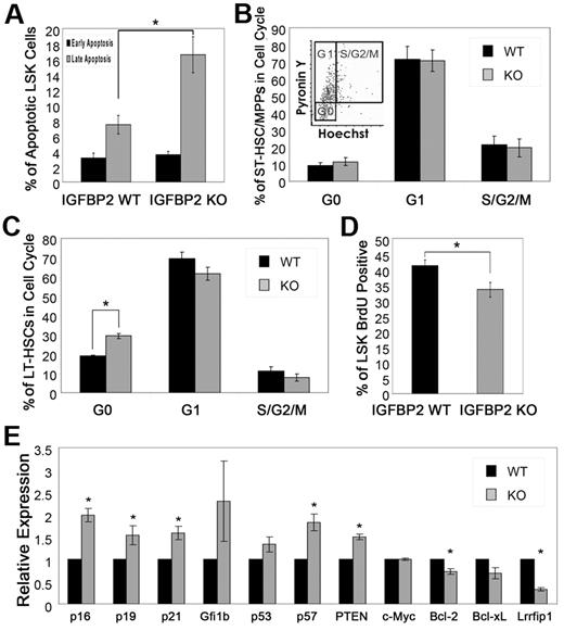 Figure 4. IGFBP2 supports the survival and cycling of HSCs in the BM. (A) Lin−Sca-1+Kit+ cells from BM of WT or IGFBP2-null mice were analyzed for early apoptosis (annexinV+7-AAD−) and late apoptosis (annexinV+7-AAD+) markers (n = 6). (B) Cell cycle status of Lin−Sca-1+Kit+Flk2+CD34+ cells and (C) Lin−Sca-1+Kit+Flk2−CD34− cells was evaluated by Hoechst 33 342 and pyronin Y staining (n = 6). (D) BrdU incorporation into Lin−Sca-1+Kit+ cells was measured (n = 8). (E) The expression of certain growth and survival related genes in freshly isolated BM Lin−Sca-1+Kit+ cells was evaluated by real-time RT-PCR (n = 4-6).