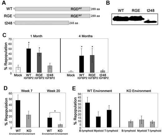 Figure 5. The C-terminus of IGFBP2 is essential for IGFBP2's HSC supportive activity. (A) Schematic representation for IGFBP2 mutants. (B) WT, RGE267, and t248 IGFBP2 constructs were transfected into 293T cells and the levels of secreted IGFBP2 proteins in the media at 60 hours after transfection were evaluated by Western blot. (C) Normalized amounts of the WT and mutant IGFBP2 in the conditioned media (∼ 500 ng/mL) were added to STF medium, and then 20 CD45.1 donor Lin−Sca-1+Kit+Flk2−CD34− cells were cultured for 10 days. The cultured cells were cotransplanted with 1 × 105 CD45.2 total BM cells into CD45.2 recipients (n = 6). The data shown are representative of 2 independent experiments that gave similar results. (D) Total IGF-IR-null fetal liver cells (1 × 105) were transplanted into lethally irradiated WT or IGFBP2-null recipients. After 4 months, 1 × 106 total donor BM cells from primary WT or IGFBP2-null recipients were cotransplanted with 1 × 105 CD45.1 total BM cells into secondary CD45.1 recipients (n = 5). (E) Different donor lineages from long-term repopulation were determined. Representative data from 2 independent experiments that gave similar results are shown.