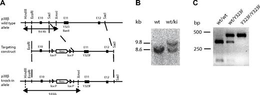 Figure 1. Generation of p38βY323F mice. (A) A 5.1-kb genomic fragment of the mouse p38β locus (top) was cloned using SacI specific restriction sites and used to create the targeting vector (middle), into which a Y323F mutation and LoxP-flanked neomycin resistance gene were inserted. Insertion of the Y323F mutation deleted a BanII restriction site in the knockin allele. XmnI and HindIII specific sites used for Southern blot screening for the knockin allele. (B) Genotyping of p38βY323F mice was performed by Southern blot, yielding a 8.6-kb band that indicates the presence of WT allele (wt) and a 9.8-kb band representing the knockin (ki) allele. (C) Digestion of the WT p38β PCR product with BanII yielded a 274- and 101-bp band, and digestion of the p38βY323F mutant yielded an uncut 375-bp band lacking the BanII restriction site.