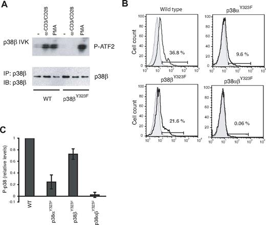 Figure 2. p38 isoform activity and the relative contribution of p38α and p38β in TCR-stimulated T cells. (A) T cells purified from lymph nodes of WT or p38βY323F mice were stimulated with plate-bound anti-α-CD3/α-CD28 antibodies for 30 minutes or with PMA for 10 minutes. p38β was specifically immunoprecipitated from whole cell lysates, and in vitro kinase (IVK) assays were performed with ATF-2 as substrate. (B) Unstimulated (gray filled histograms) or α-CD3/α-CD28-stimulated (solid line) T cells from mice of the indicated genotypes were stained for intracellular phospho-p38 at 30 minutes. (C) Summary of the fraction of T cells expressing phospho-p38 after stimulation with α-CD3/α-CD28, relative to WT (n = 5 mice per group).